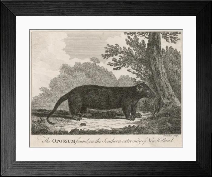 Framed Print : Opossum, 18th Century Framed Print : Opossum, 18th Century