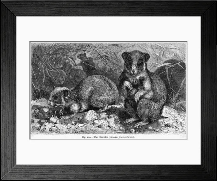 Framed Print : Common Hamster Framed Print : Common Hamster