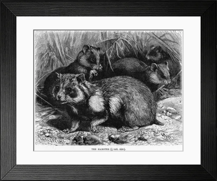 Framed Print : Common Hamster Framed Print : Common Hamster