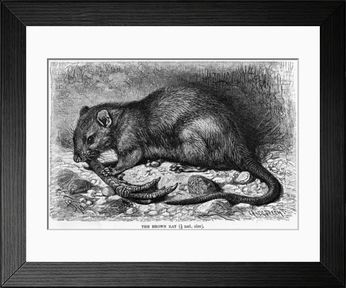 Framed Print : BROWN RAT. (rattus norvegicus). The BROWN RAT, seen enjoying a snack Framed Print : BROWN RAT. (rattus norvegicus). The BROWN RAT, seen enjoying a snack