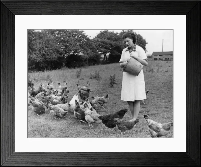 Framed Print : Feeding Hens Framed Print : Feeding Hens
