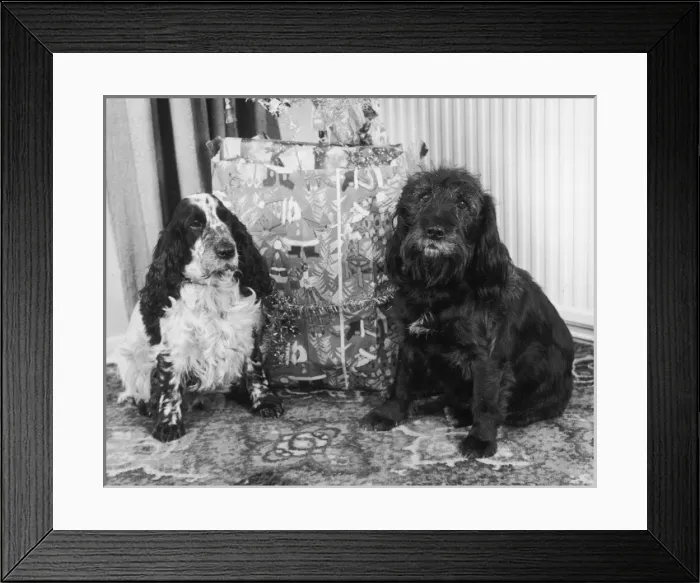 Framed Print : Two Dogs at Christmas Framed Print : Two Dogs at Christmas