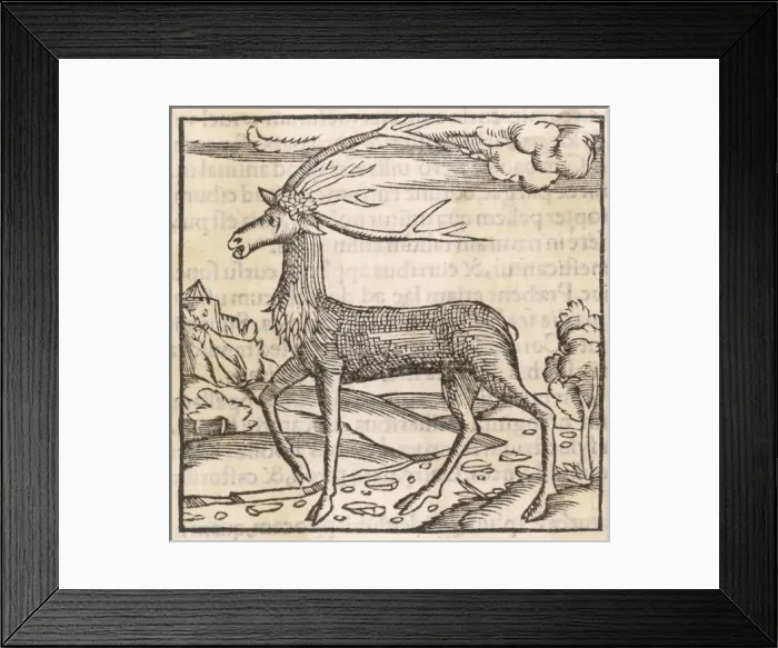 Framed Print : Reindeer 1553 Framed Print : Reindeer 1553