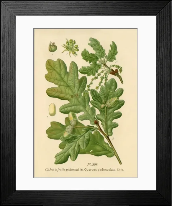Framed Print : Oak / Quercus Framed Print : Oak / Quercus