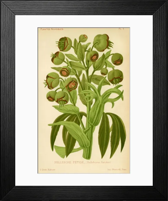Framed Print : HELLEBORE. Fetid hellebore poisonous as well as smelly Framed Print : HELLEBORE. Fetid hellebore poisonous as well as smelly