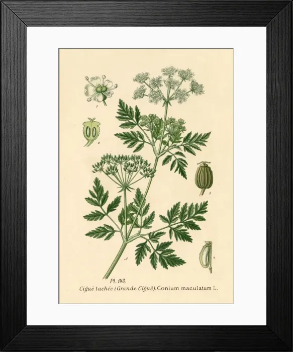 Framed Print : Conium Maculatum Framed Print : Conium Maculatum
