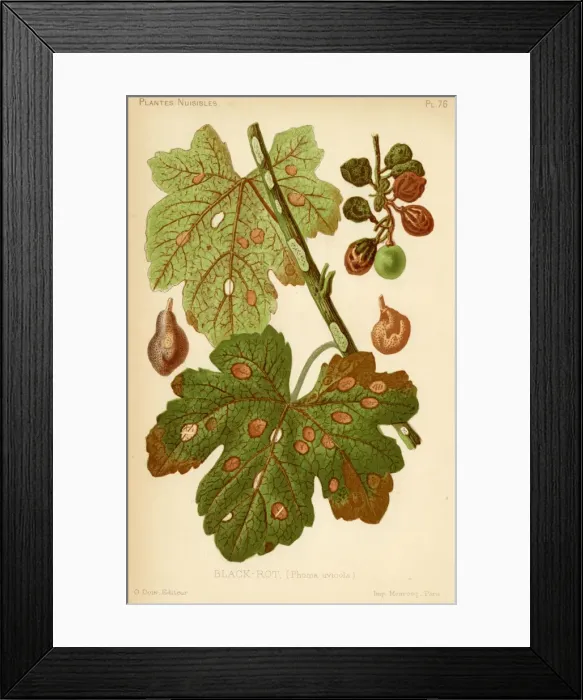 Framed Print : Phoma Uvicola Framed Print : Phoma Uvicola