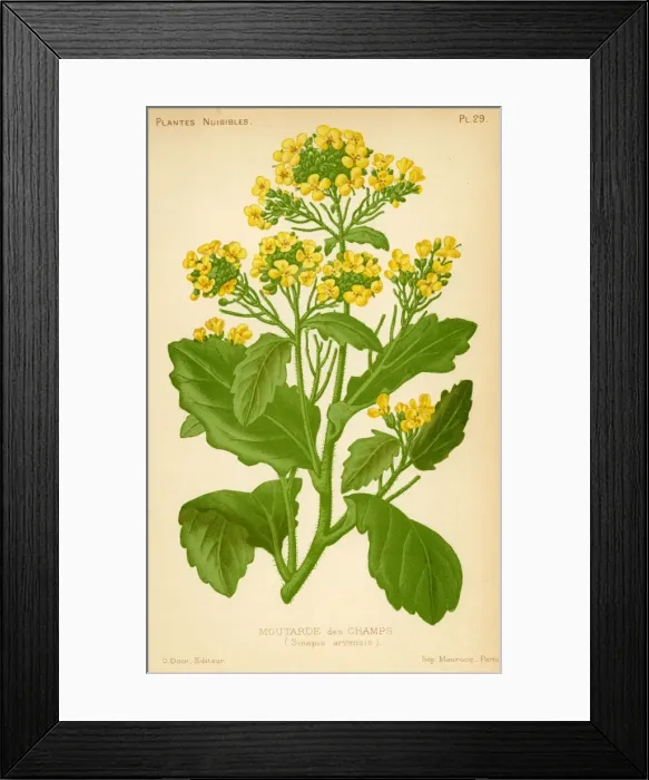 Framed Print : Sinapis Arvensis Framed Print : Sinapis Arvensis