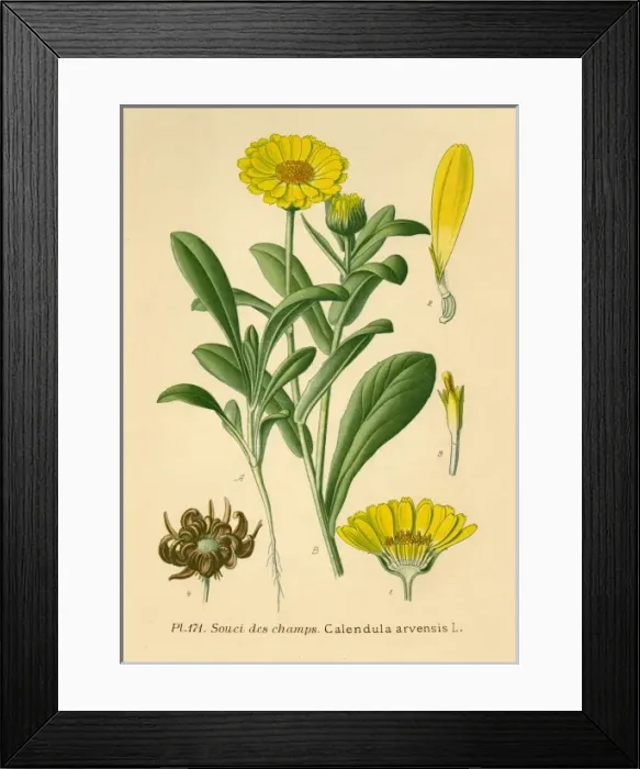 Framed Print : Calendula Arvensis Framed Print : Calendula Arvensis