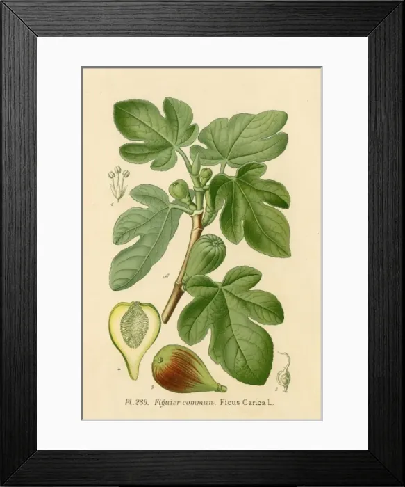 Framed Print : Ficus (Fig) Framed Print : Ficus (Fig)
