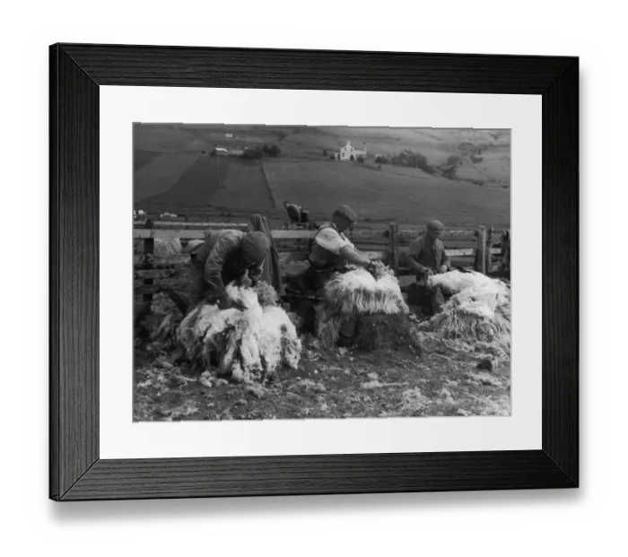 Framed Print : Sheep Shearing / Scotland Framed Print : Sheep Shearing / Scotland