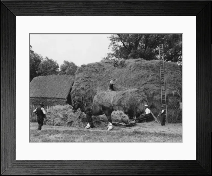 Framed Print : Making a Large Haystack Framed Print : Making a Large Haystack