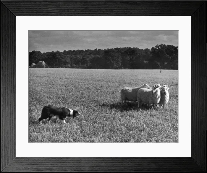 Framed Print : Sheep Dog Trials Framed Print : Sheep Dog Trials