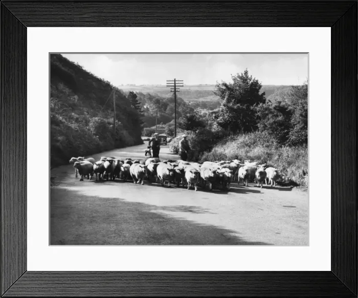 Framed Print : To Pastures Anew / Sheep Framed Print : To Pastures Anew / Sheep