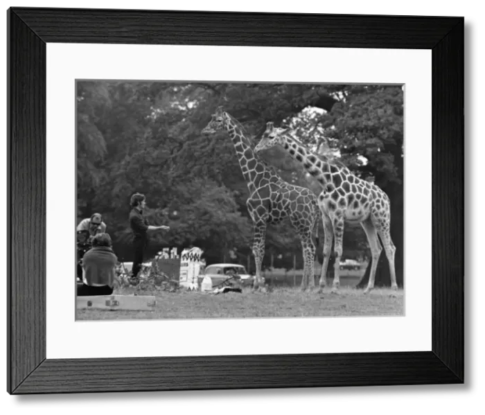 Framed Print : Giraffes / Filming / 1970S Framed Print : Giraffes / Filming / 1970S