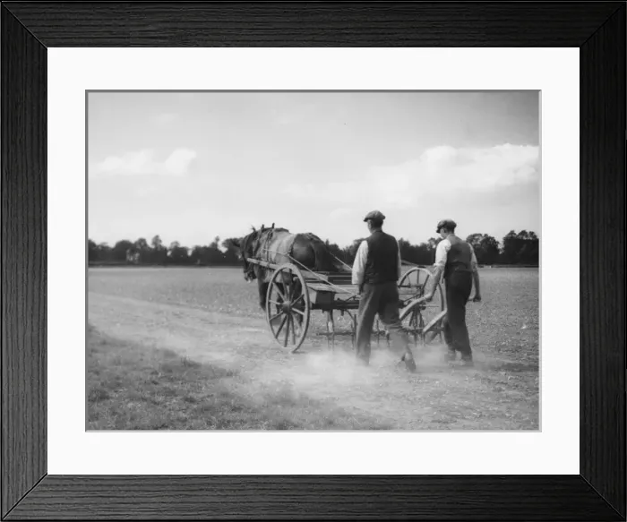 Framed Print : Hoeing Turnips 1930S Framed Print : Hoeing Turnips 1930S