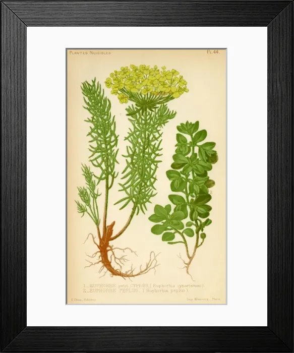 Framed Print : EUPHORBIA. (left) euphorbia cyparissias (right) e. pepius Framed Print : EUPHORBIA. (left) euphorbia cyparissias (right) e. pepius