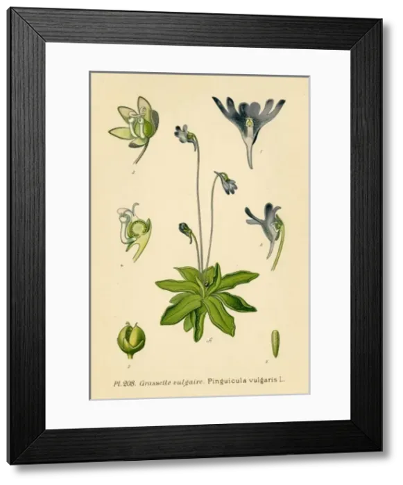 Framed Print : Pinguicula Vulgaris Framed Print : Pinguicula Vulgaris