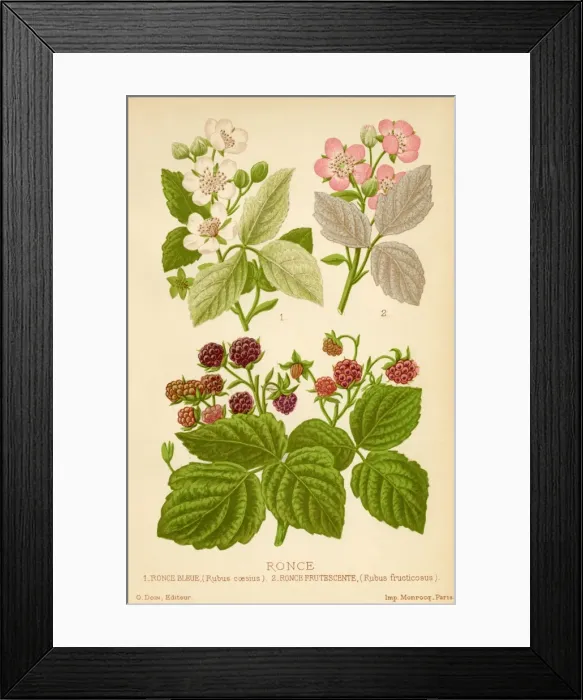 Framed Print : Rubus Fructocosus