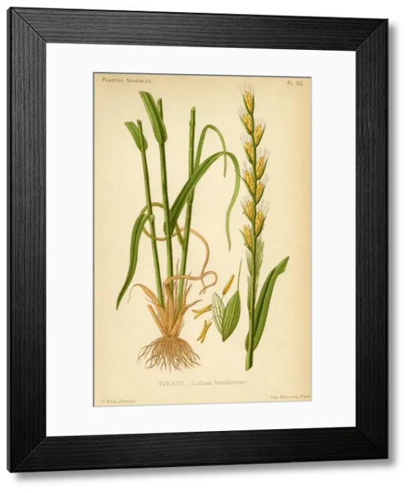Framed Print : Lolium Tenulentum Framed Print : Lolium Tenulentum