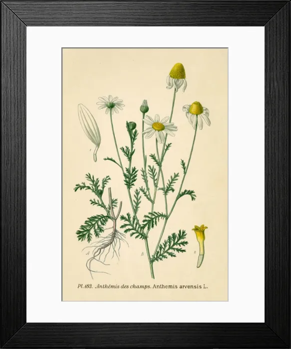 Framed Print : Anthemis Arvensis Framed Print : Anthemis Arvensis