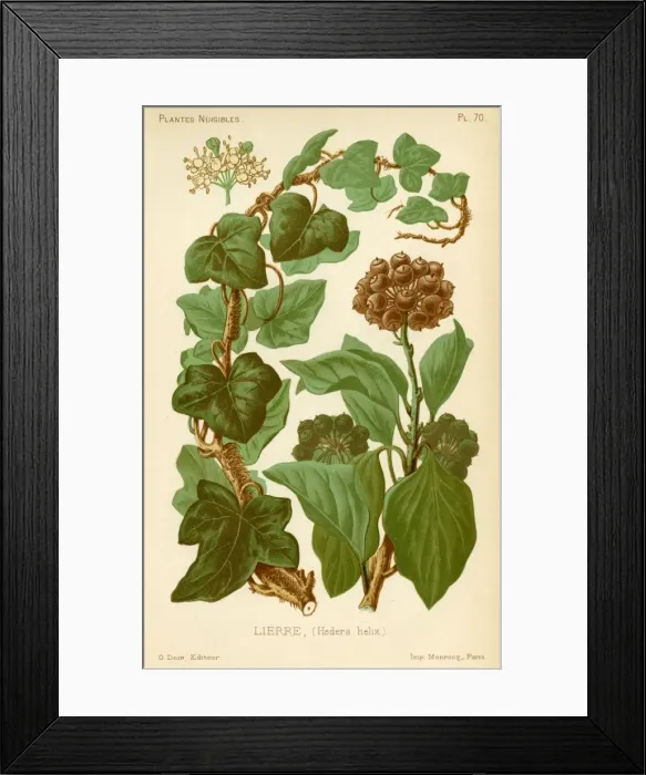 Framed Print : Hedera Helix Ivy Framed Print : Hedera Helix Ivy
