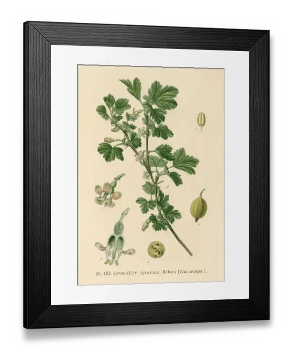 Framed Print : Rubes Uva-Crispa Framed Print : Rubes Uva-Crispa