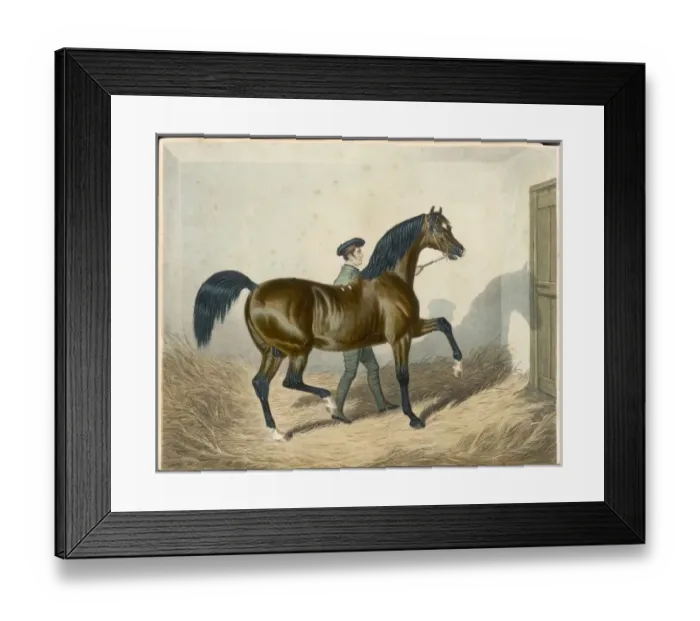 Framed Print : RACEHORSE ZINGANEE Framed Print : RACEHORSE ZINGANEE