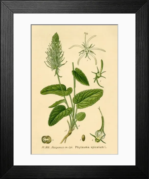 Framed Print : Phteuma Spicatum Framed Print : Phteuma Spicatum