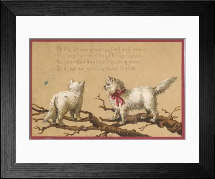Framed Print : Long Haired Kittens Framed Print : Long Haired Kittens