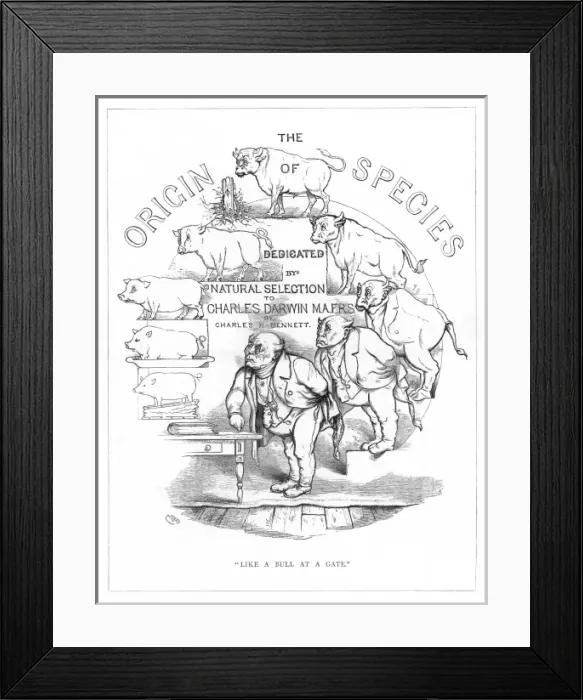 Framed Print : Origin Species, CH Bennett, title page Framed Print : Origin Species, CH Bennett, title page