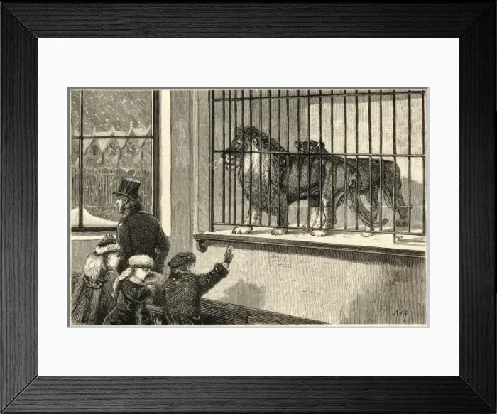 Framed Print : Lions at London Zoo Framed Print : Lions at London Zoo