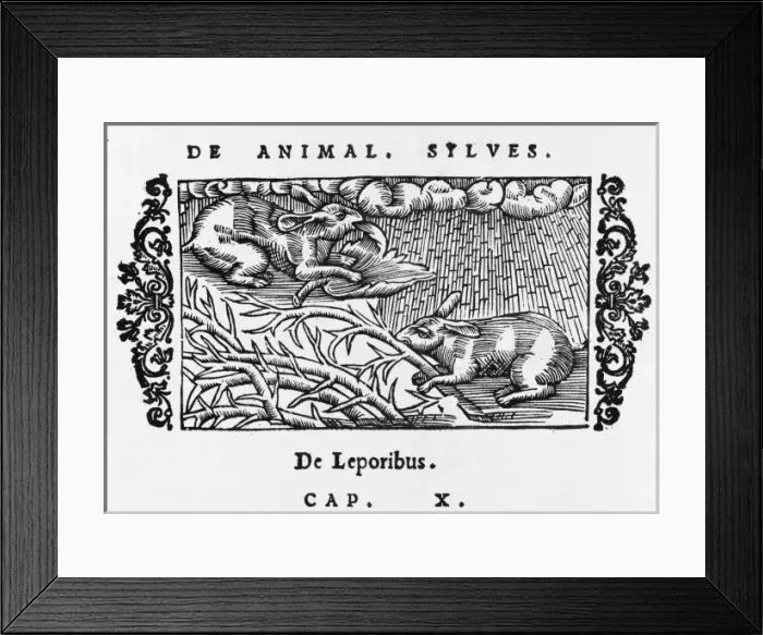 Framed Print : Hares Eating Leaves Framed Print : Hares Eating Leaves
