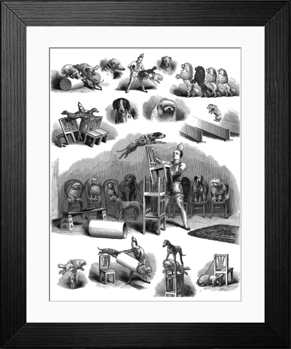 Framed Print : Performing dogs Framed Print : Performing dogs