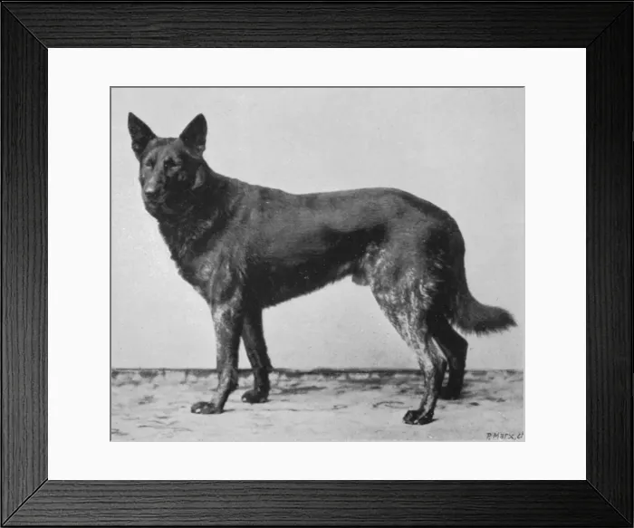 Framed Print : German Shepherd Beowulf Framed Print : German Shepherd Beowulf