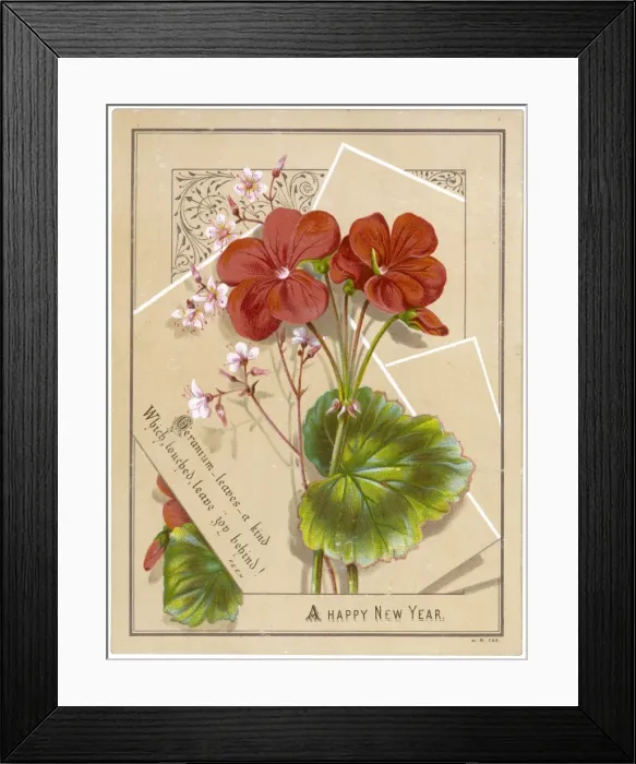 Framed Print : New Year Geraniums C1880 Framed Print : New Year Geraniums C1880