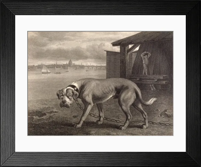 Framed Print : Mastiff (Reinagle) Framed Print : Mastiff (Reinagle)