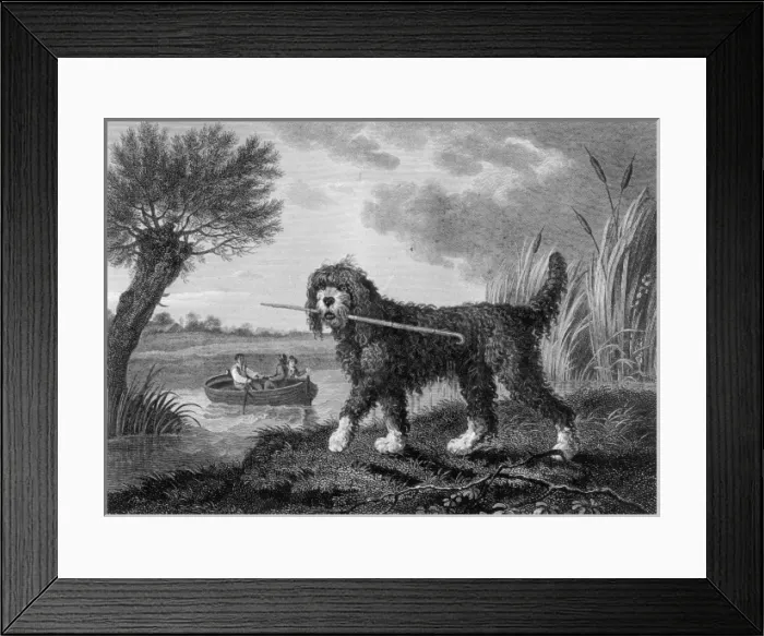 Framed Print : Poodle (Reinagle) Framed Print : Poodle (Reinagle)