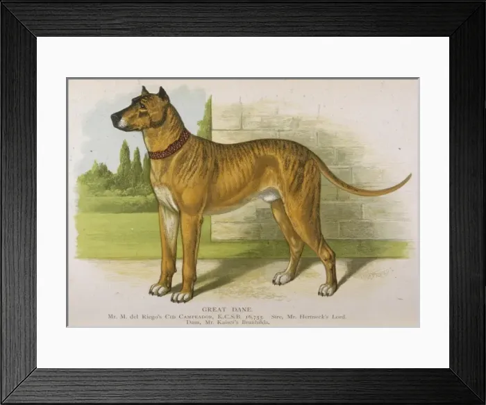 Framed Print : Great Dane (Dalziel) Framed Print : Great Dane (Dalziel)