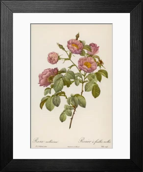 Framed Print : Rosa Mollissima Framed Print : Rosa Mollissima