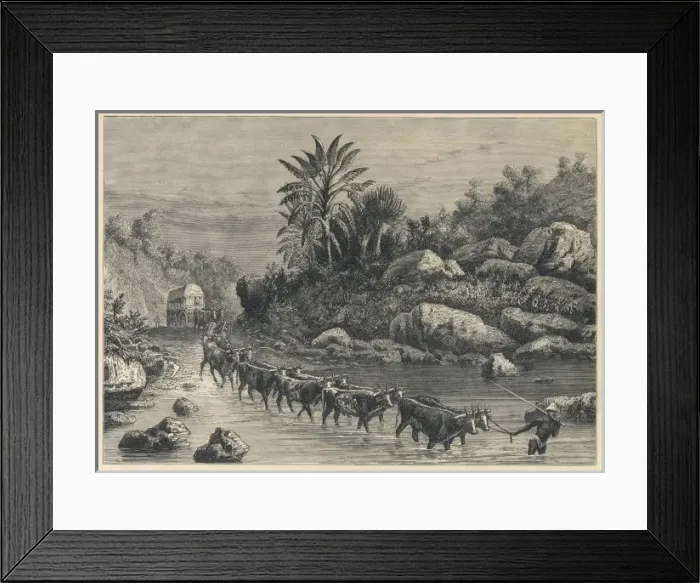 Framed Print : Ox Span South Africa Framed Print : Ox Span South Africa