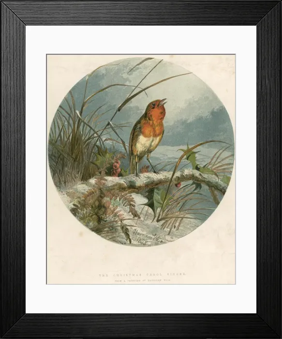 Framed Print : Xmas Robin Framed Print : Xmas Robin