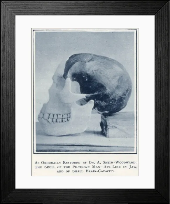 Framed Print : Piltdown Skull Framed Print : Piltdown Skull
