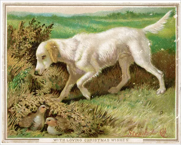 English Setter and Nest