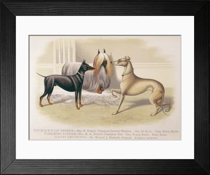 Framed Print : Terriers and Greyhound Framed Print : Terriers and Greyhound