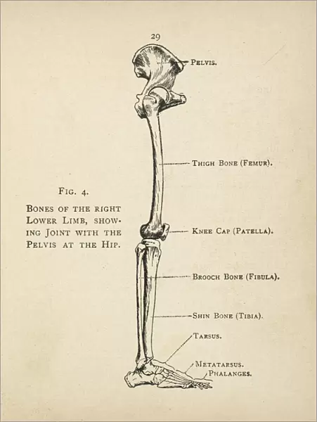 Diagram of the bones of the right leg and hip