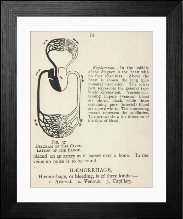Framed Print : Diagram showing the circulation of the blood