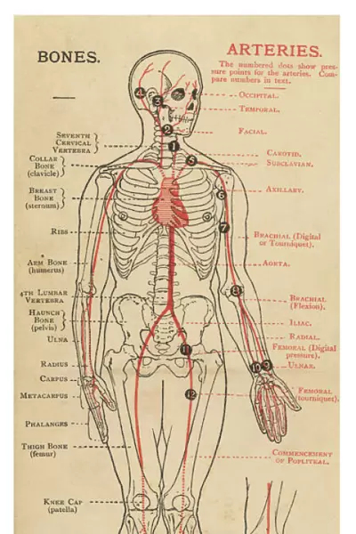 Human body with bones and arteries