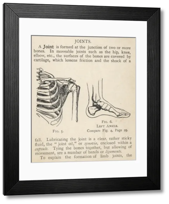 Framed Print : Diagrams of human shoulder and ankle joints Framed Print : Diagrams of human shoulder and ankle joints