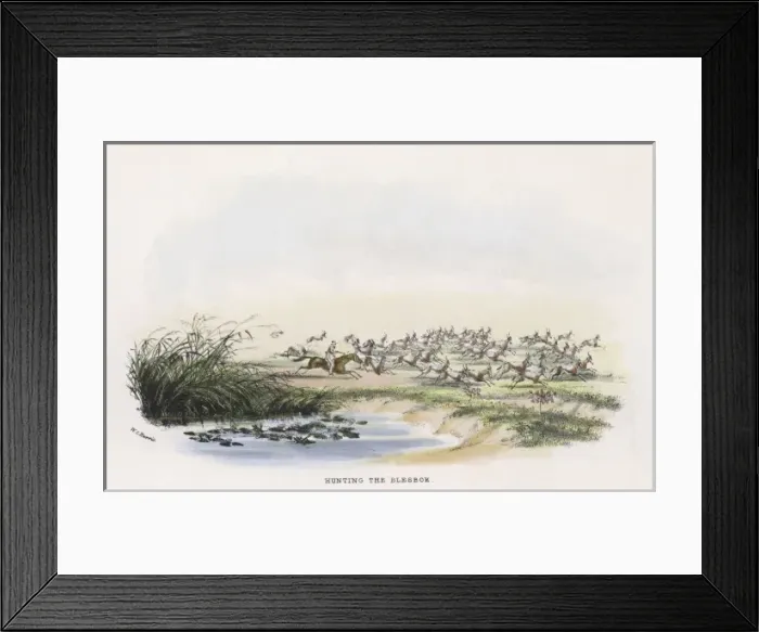 Framed Print : Hunting Antelope Framed Print : Hunting Antelope